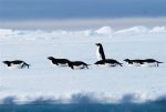 Antarctica photos 2 172